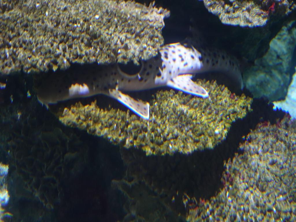 135 - 20180924 Barcelona Aquarium