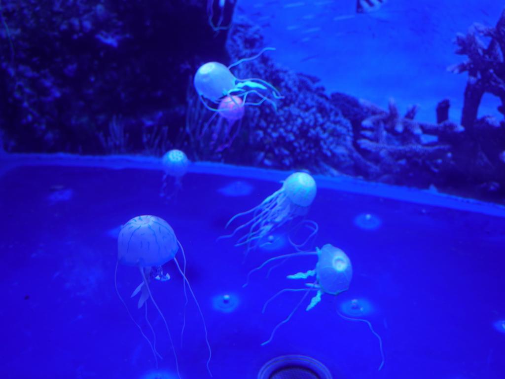 140 - 20180924 Barcelona Aquarium