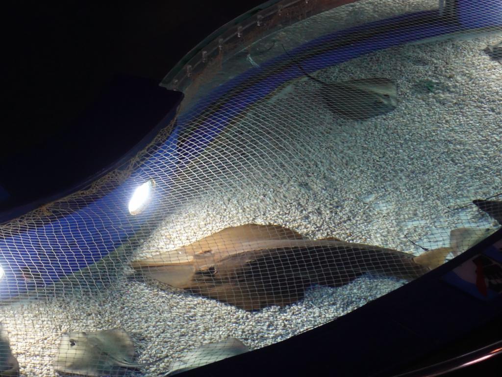 143 - 20180924 Barcelona Aquarium