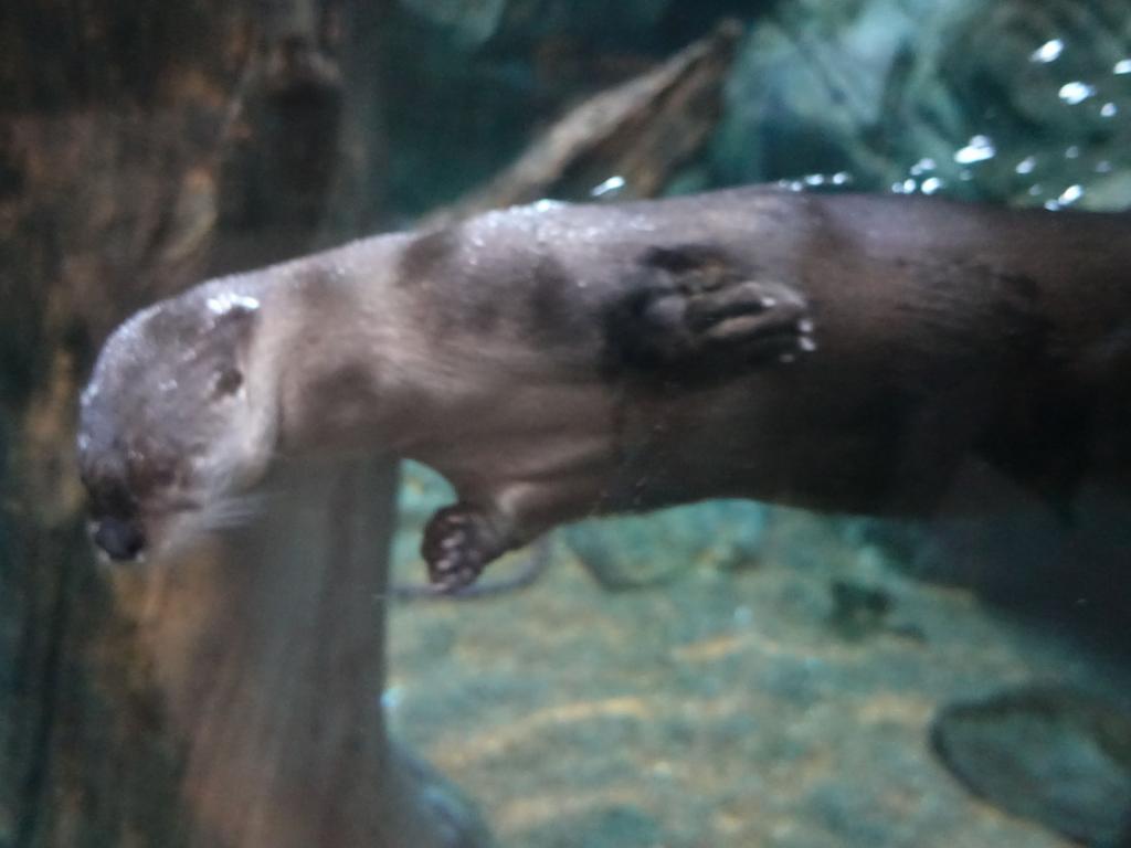 102 - 20181018 Denver Aquarium