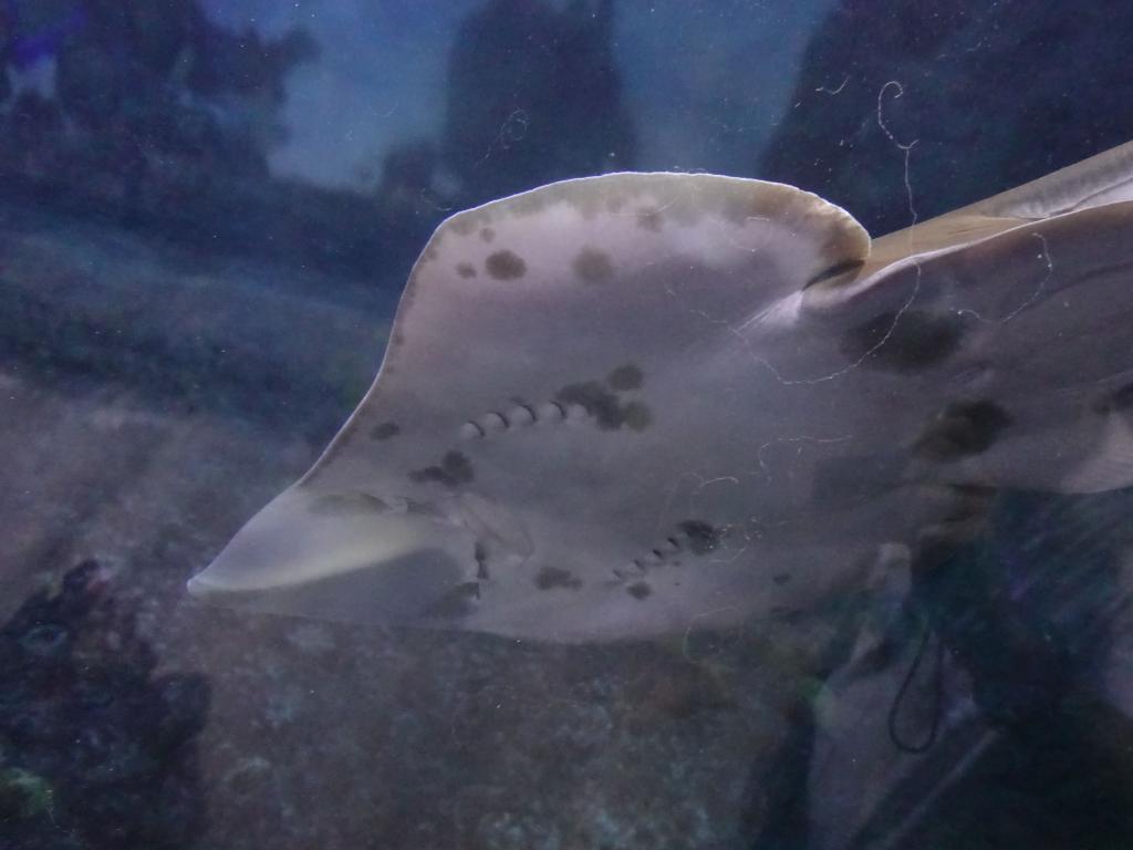 122 - 20181018 Denver Aquarium