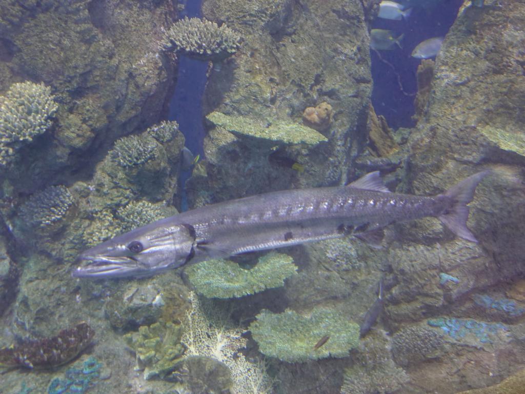 139 - 20181018 Denver Aquarium