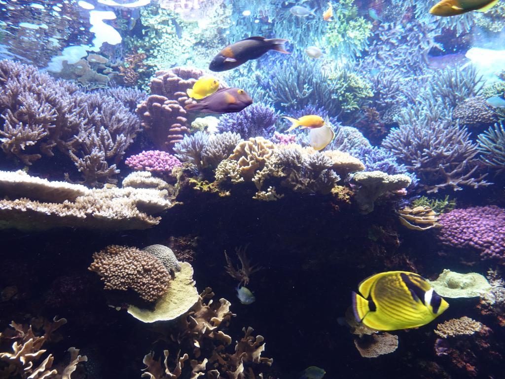 143 - 20181018 Denver Aquarium