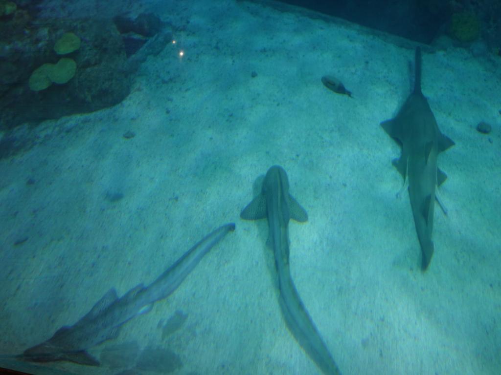 146 - 20181018 Denver Aquarium