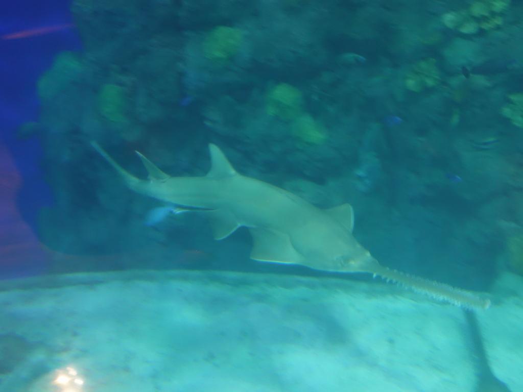 148 - 20181018 Denver Aquarium