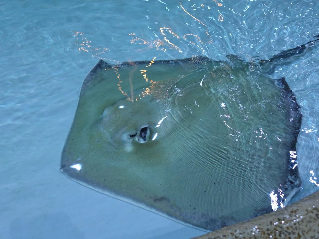 157 - 20181018 Denver Aquarium