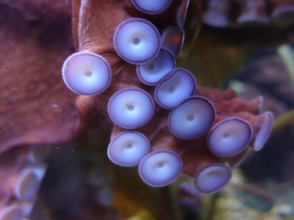 180 - 20181018 Denver Aquarium