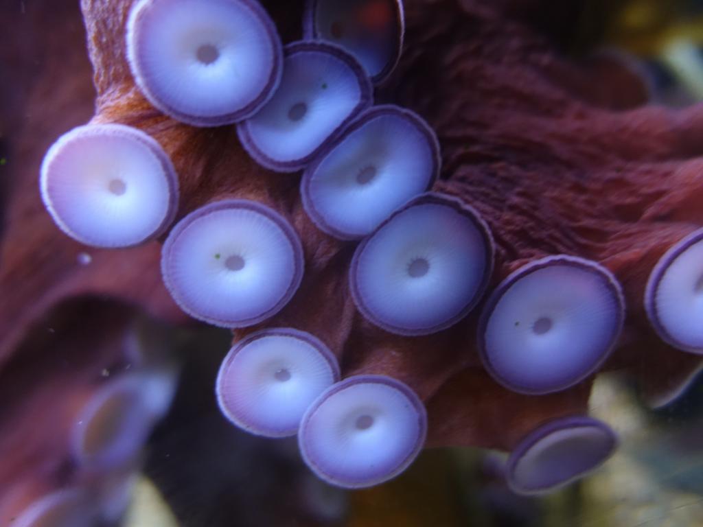 181 - 20181018 Denver Aquarium