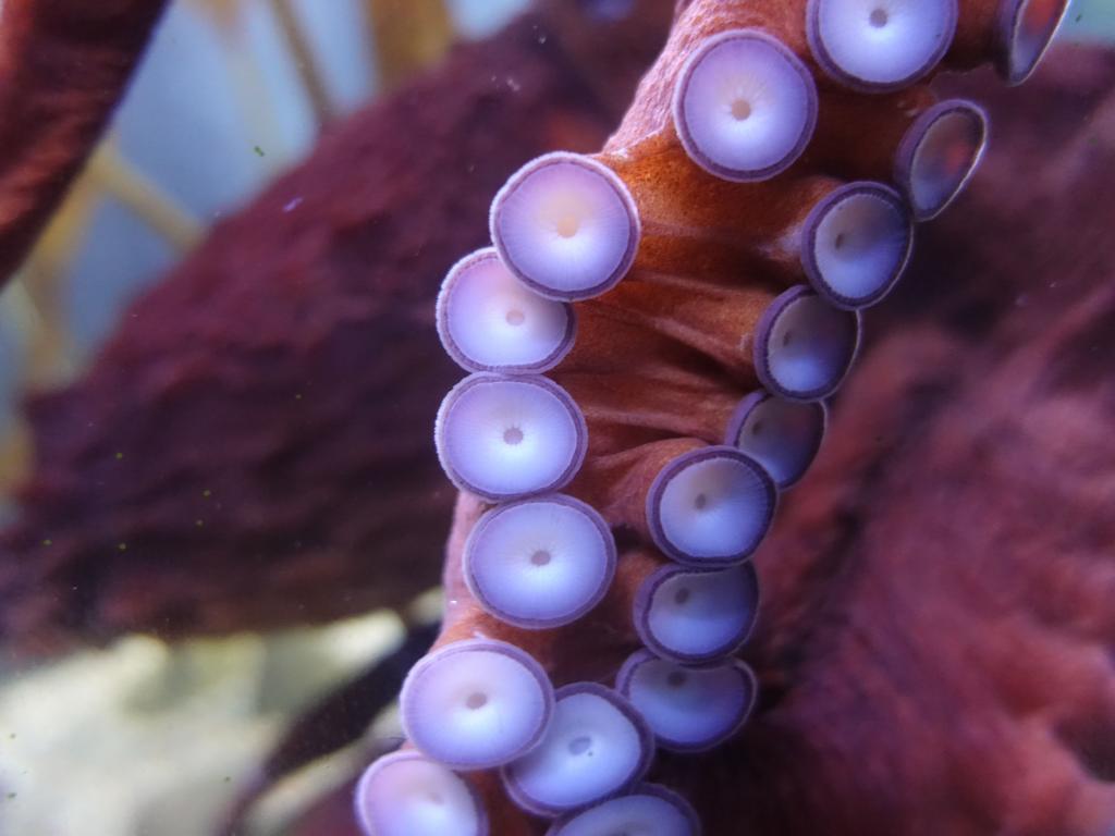 182 - 20181018 Denver Aquarium