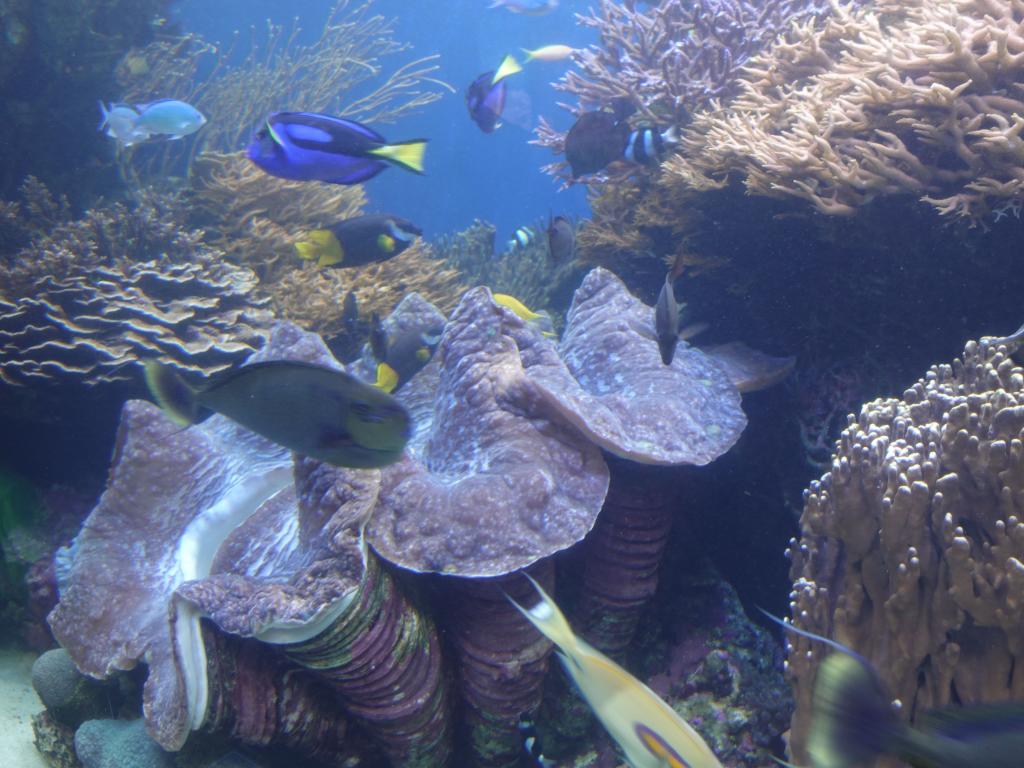 102 - 20181130 Waikiki Aquarium