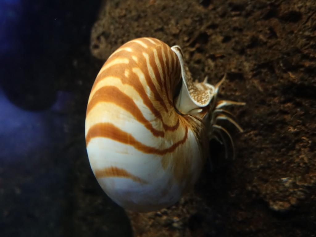 105 - 20181130 Waikiki Aquarium