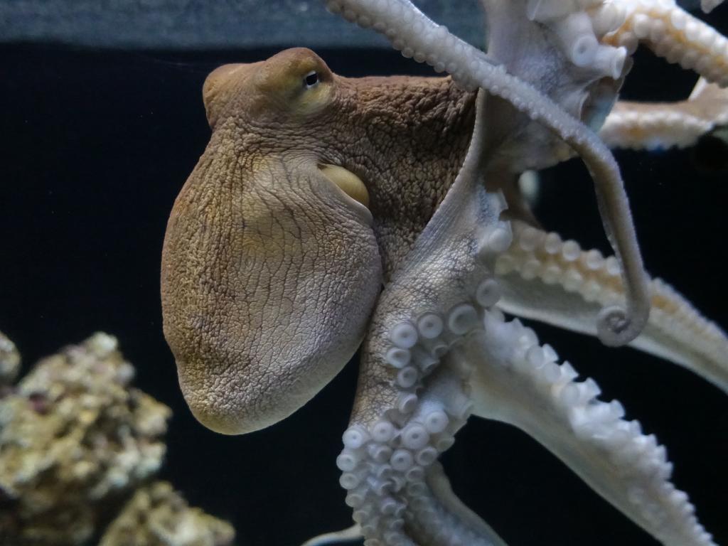 106 - 20181130 Waikiki Aquarium