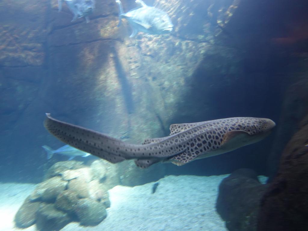 119 - 20181130 Waikiki Aquarium