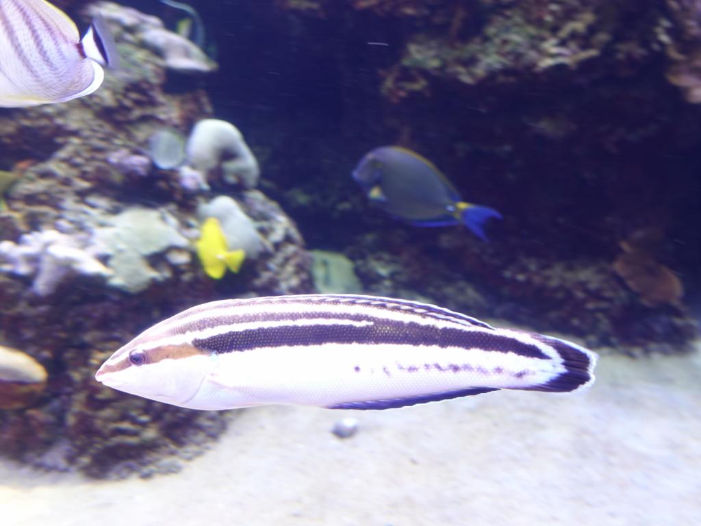 134 - 20181130 Waikiki Aquarium