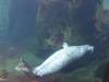 2257 - 20190912 Alaska Sealife Center