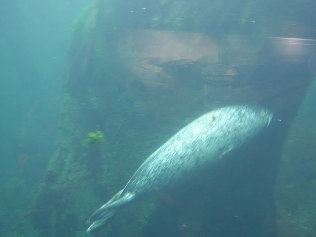 2144 - 20190912 Alaska Sealife Center