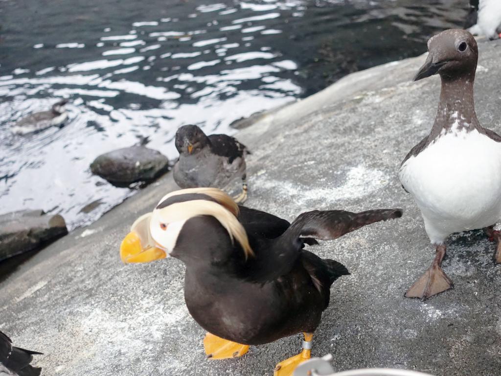 2189 - 20190912 Alaska Sealife Center