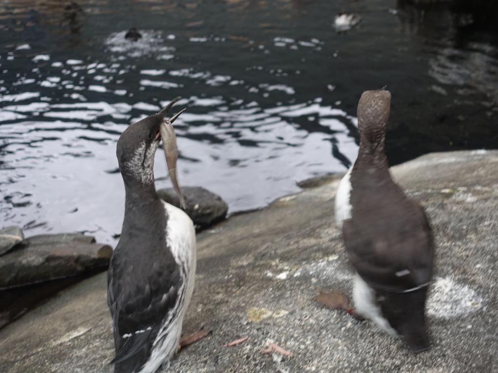 2190 - 20190912 Alaska Sealife Center