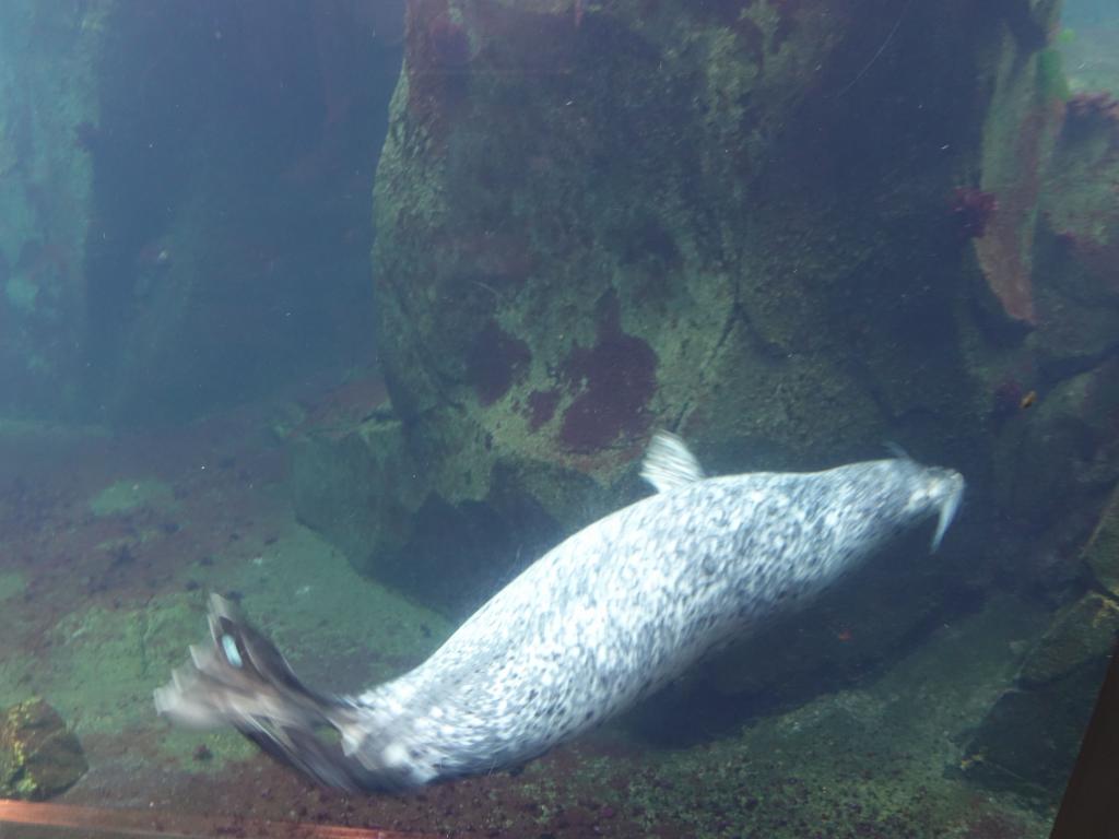 2257 - 20190912 Alaska Sealife Center