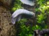 229 - 20200126 Dallas World Aquarium