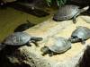 231 - 20200126 Dallas World Aquarium