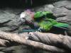 234 - 20200126 Dallas World Aquarium