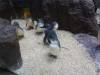 239 - 20200126 Dallas World Aquarium