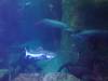 240 - 20200126 Dallas World Aquarium