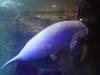 241 - 20200126 Dallas World Aquarium