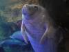 242 - 20200126 Dallas World Aquarium