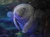 243 - 20200126 Dallas World Aquarium