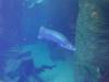 244 - 20200126 Dallas World Aquarium