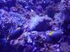 245 - 20200126 Dallas World Aquarium