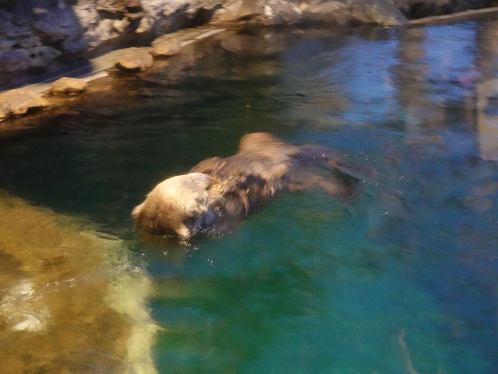 134 - 20210929 Seattle Aquarium