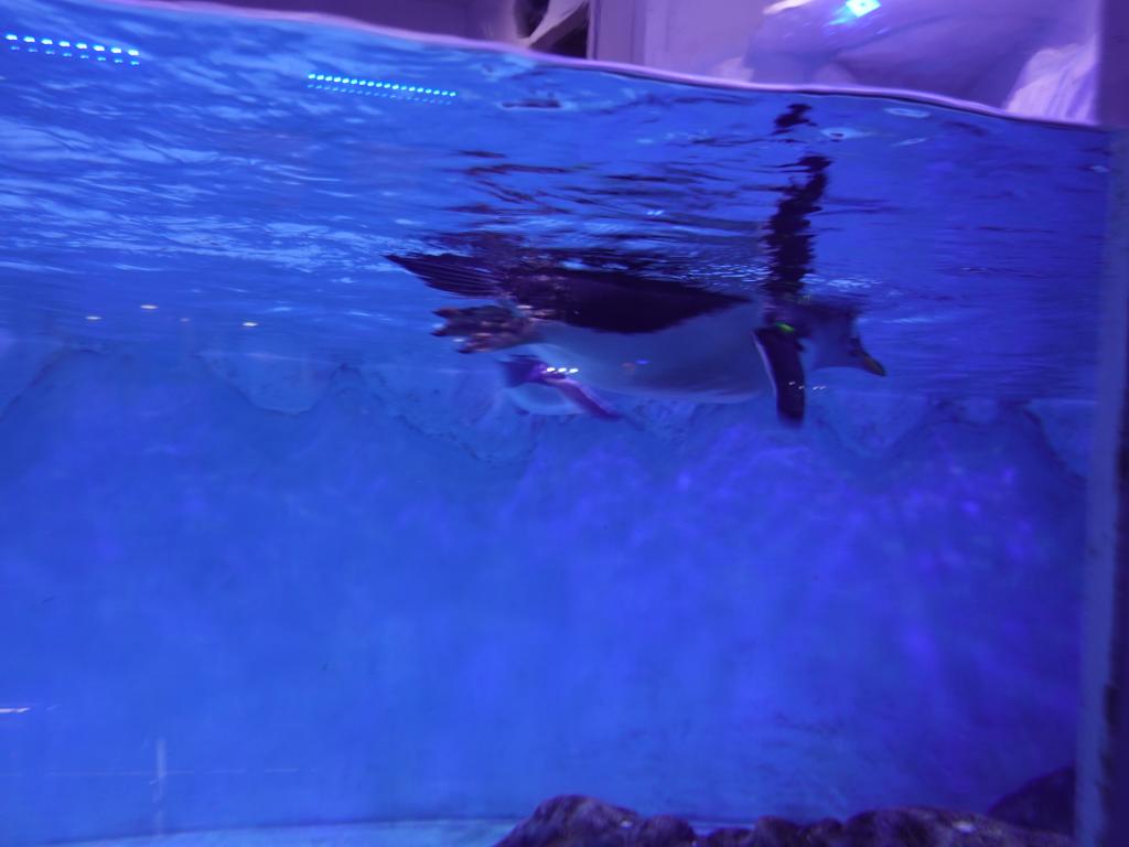 102 - 20211112 Dubai Mall Aquarium