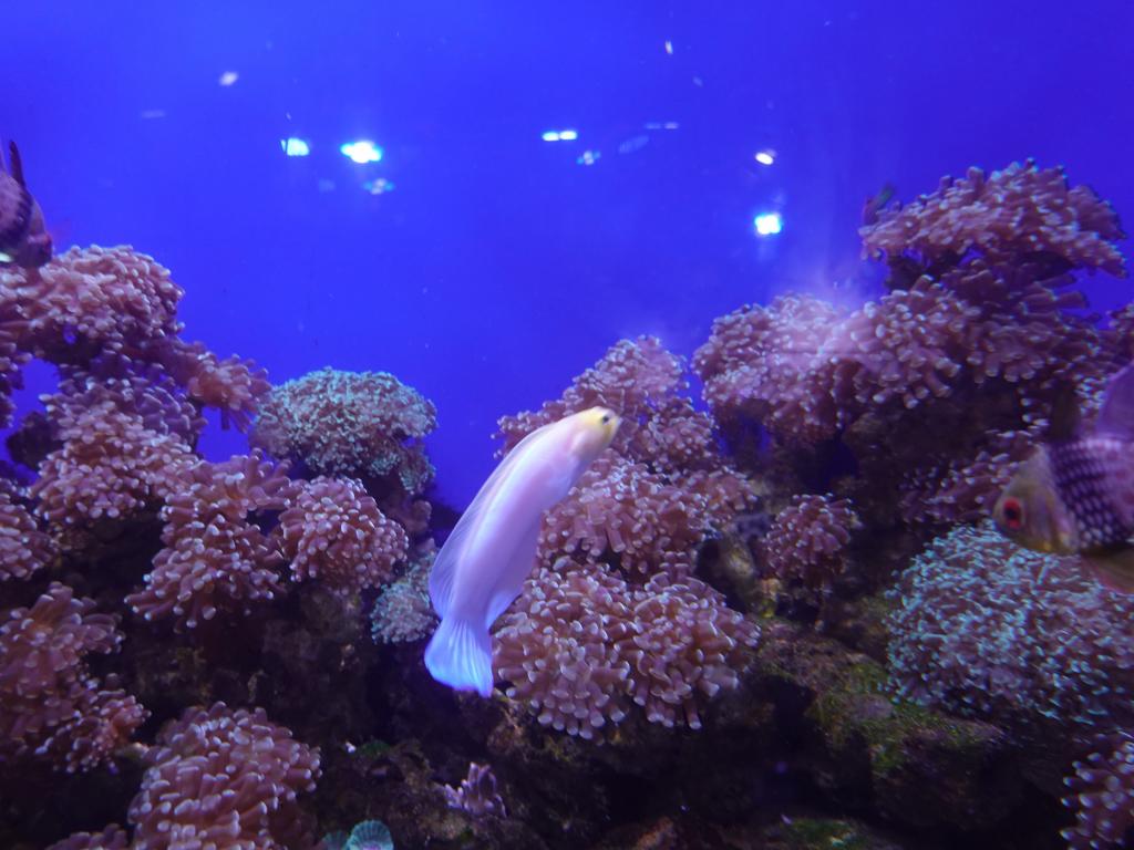 135 - 20211112 Dubai Mall Aquarium