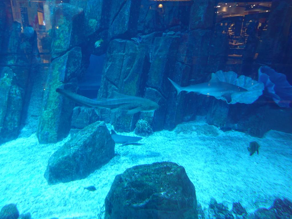 159 - 20211112 Dubai Mall Aquarium