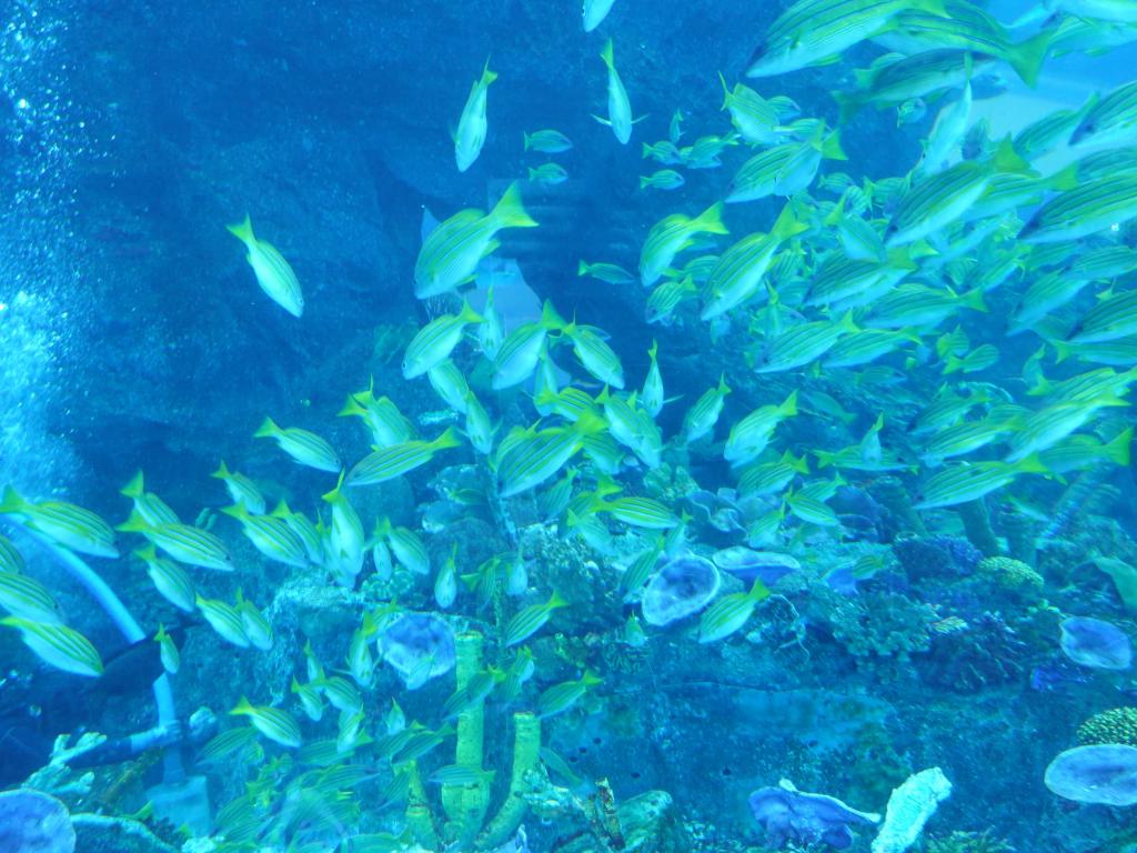 166 - 20211112 Dubai Mall Aquarium