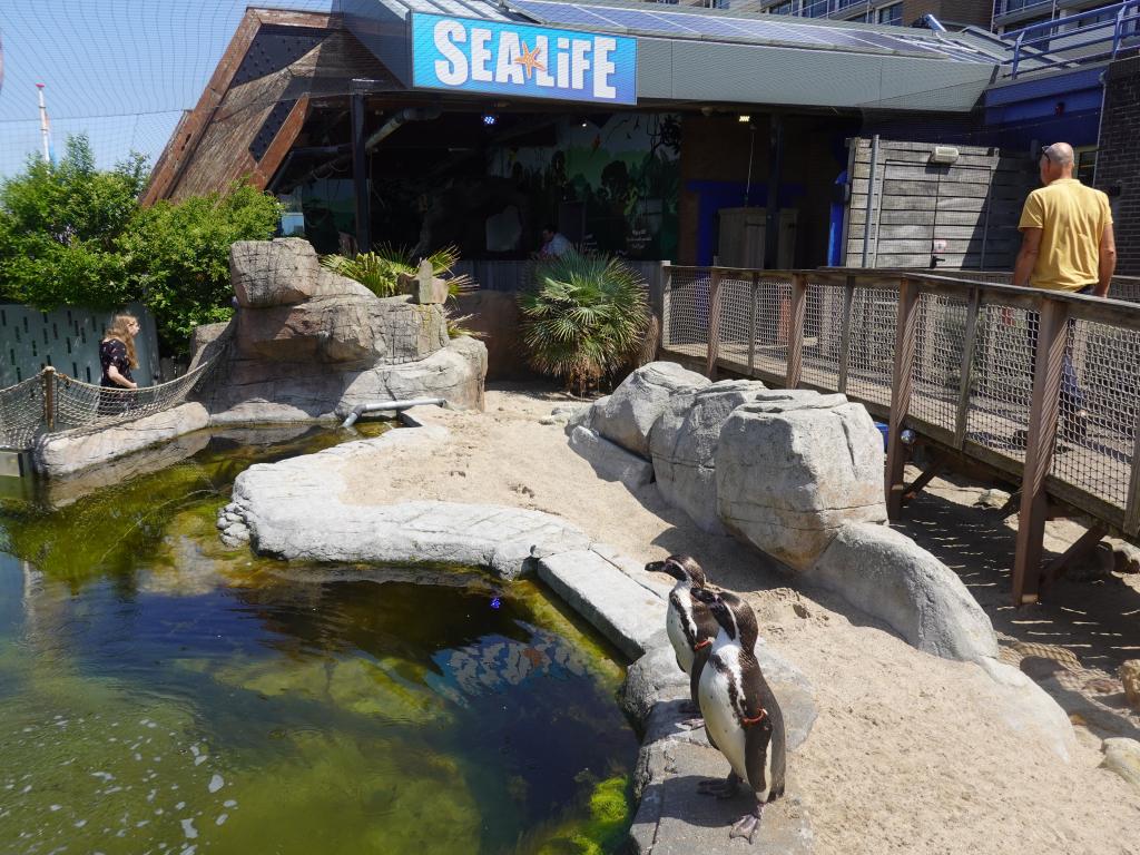 3136 - 20230621 Sea Life Scheveningen SONY