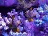 106 - 20231021 Bangkok Sea Life SONY