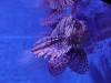 110 - 20231021 Bangkok Sea Life SONY