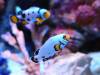 117 - 20231021 Bangkok Sea Life SONY