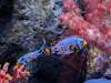 119 - 20231021 Bangkok Sea Life Google