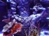 127 - 20231021 Bangkok Sea Life SONY