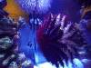 131 - 20231021 Bangkok Sea Life SONY