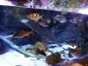 135 - 20231021 Bangkok Sea Life SONY