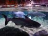 144 - 20231021 Bangkok Sea Life SONY