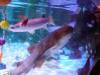 154 - 20231021 Bangkok Sea Life SONY