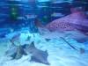 157 - 20231021 Bangkok Sea Life SONY