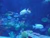 158 - 20231021 Bangkok Sea Life SONY